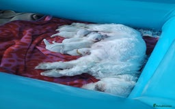 Maltese dogs for sale: Sale:4 maltese pups  - Image 12