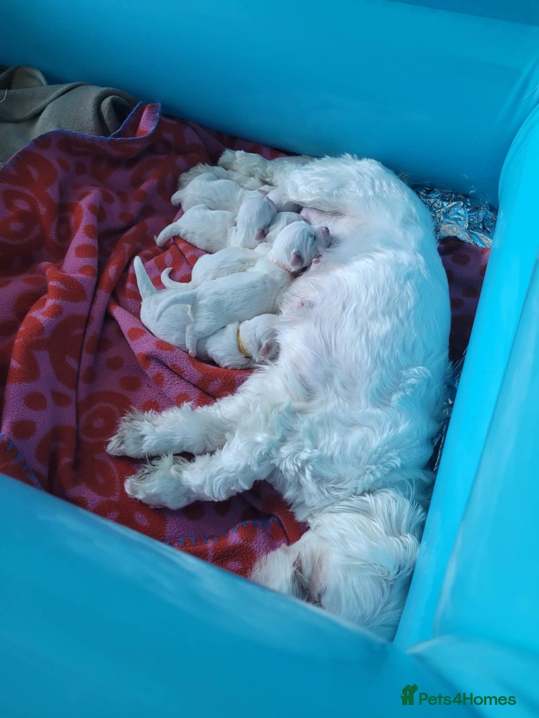 Maltese dogs for sale: Sale:4 maltese pups  - Image 12