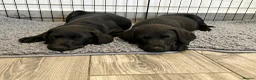 Labrador Retriever dogs for sale: One boy available - 10 weeks old 🐶 - Advert 1