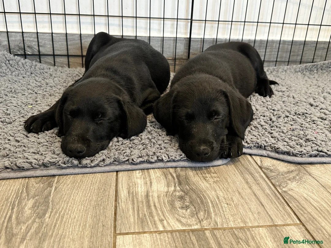 Labrador Retriever dogs for sale: One boy available - 10 weeks old 🐶 - Advert 1