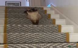 Ragdoll cats for sale: Sweetest Ragdoll male on the planet  - Image 2