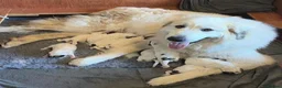 Pyrenean Mountain Dog dogs for sale: Strong in Spirit, Beautiful by Nature in Ashford - Advert 2