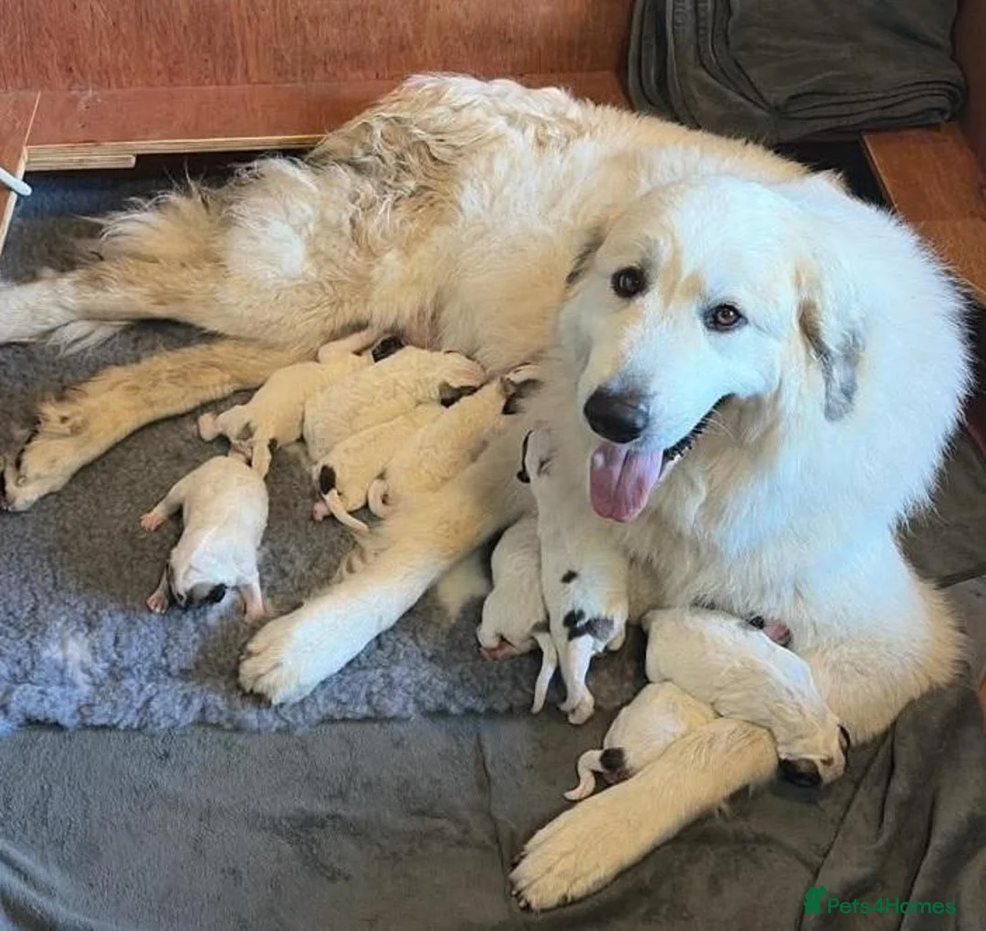 Pyrenean Mountain Dog dogs for sale: Strong in Spirit, Beautiful by Nature in Ashford - Advert 2