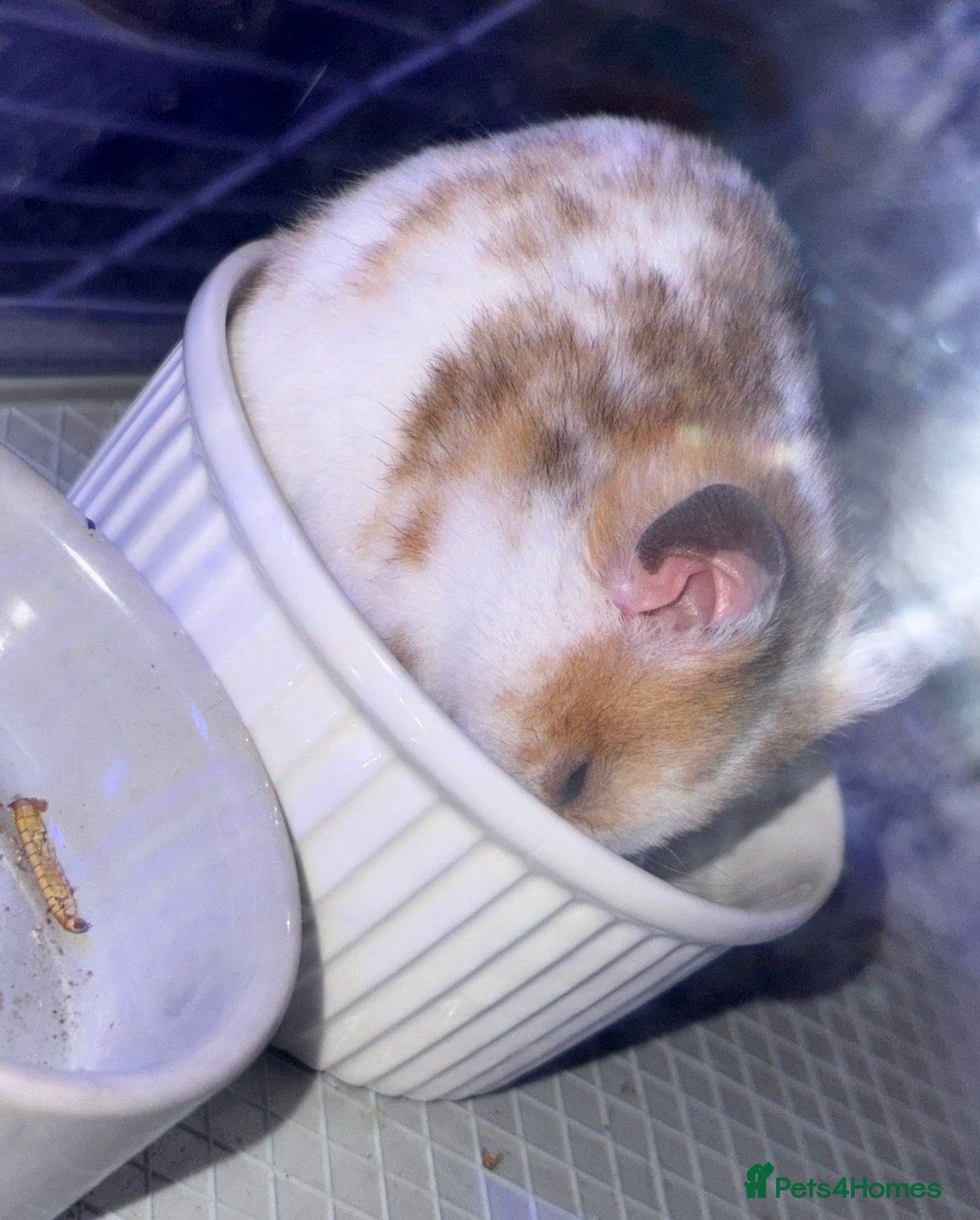 Hamster rodents Hamster for sale  - Advert 16