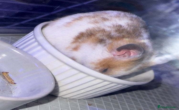 Hamster rodents - Advert 1