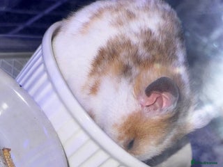 Hamster rodents - Advert 7