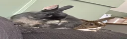 Mixed Breed rabbits for sale: 2 house rabbits  - Advert 1