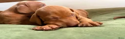 Hungarian Vizsla dogs for sale: Ready this weekend Beautiful litter.  - Advert 17