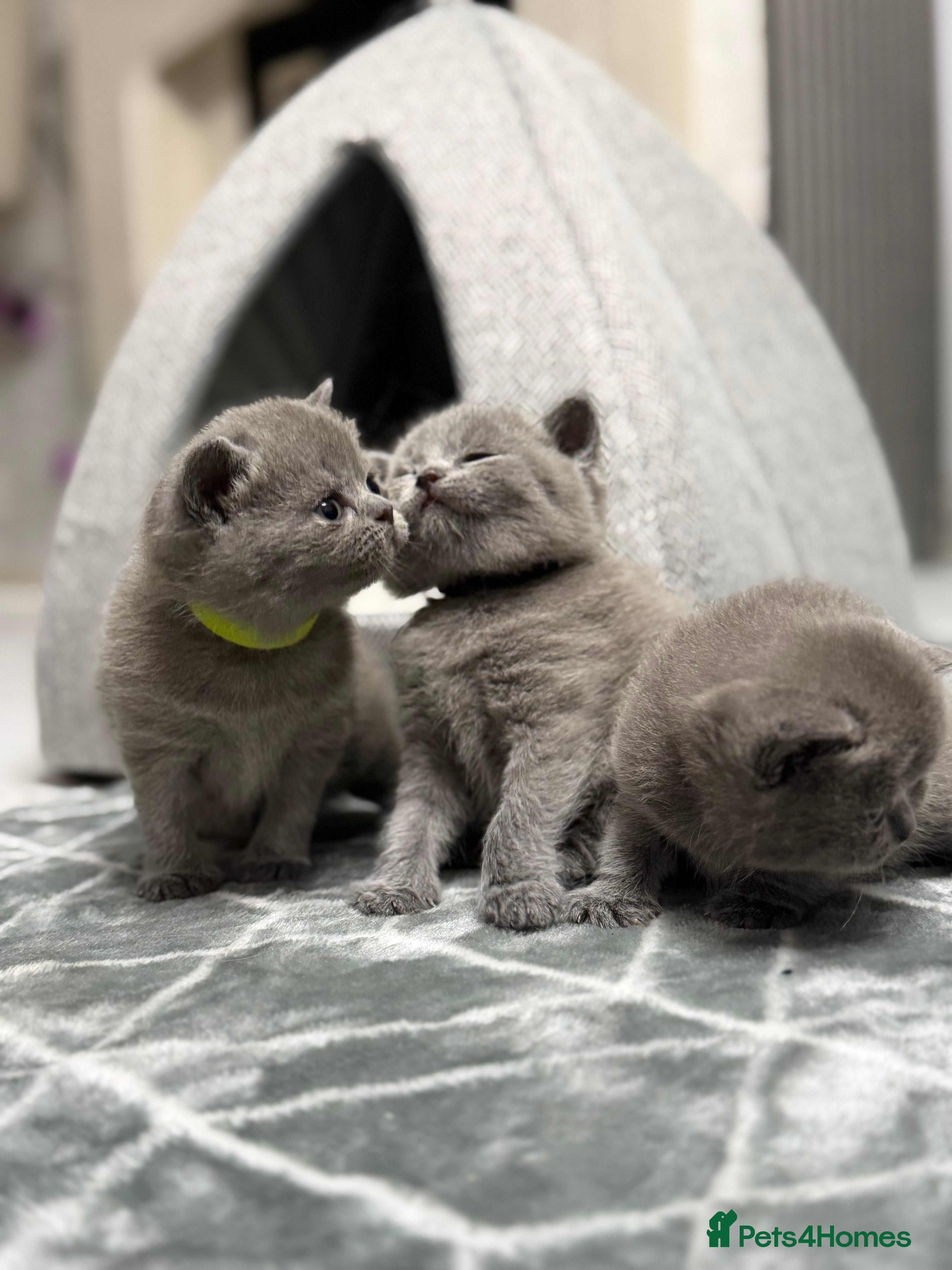 British Shorthair cats British Shorthair 💝 - Advert 6