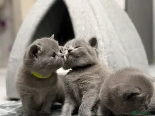 British Shorthair cats British Shorthair 💝 - Advert 6