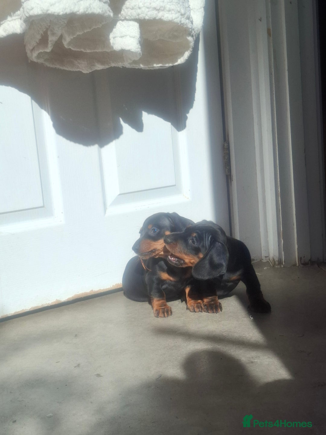 Miniature Dachshund dogs for sale: Miniature Dachshunds - Image 5