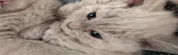Selkirk Rex cats for sale: 😻 Beautiful Selkirk Rex Kittens 😻 - Advert 20