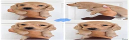 Miniature Dachshund dogs for sale: 4 🤎 Long Haired Cream MINIATURE DACHSHUNDS 🤎 - Advert 2
