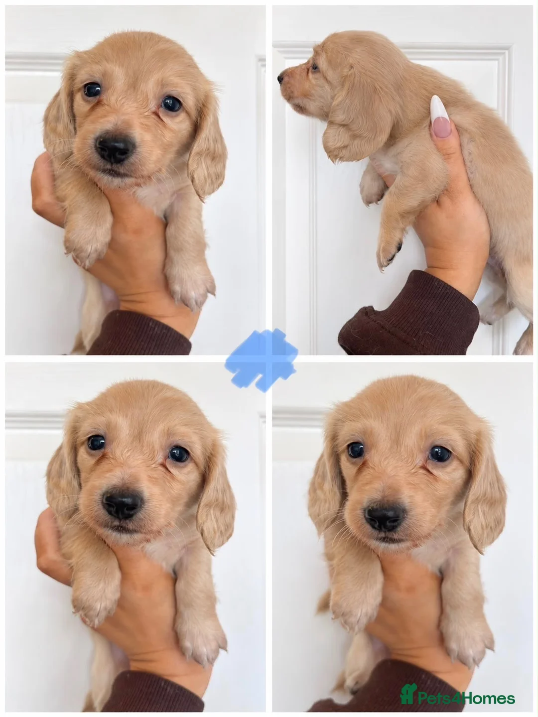 Miniature Dachshund dogs for sale: 4 🤎 Long Haired Cream MINIATURE DACHSHUNDS 🤎 - Advert 2
