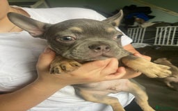 French Bulldog dogs for sale: Beautiful chunky Frenchies - Image 26