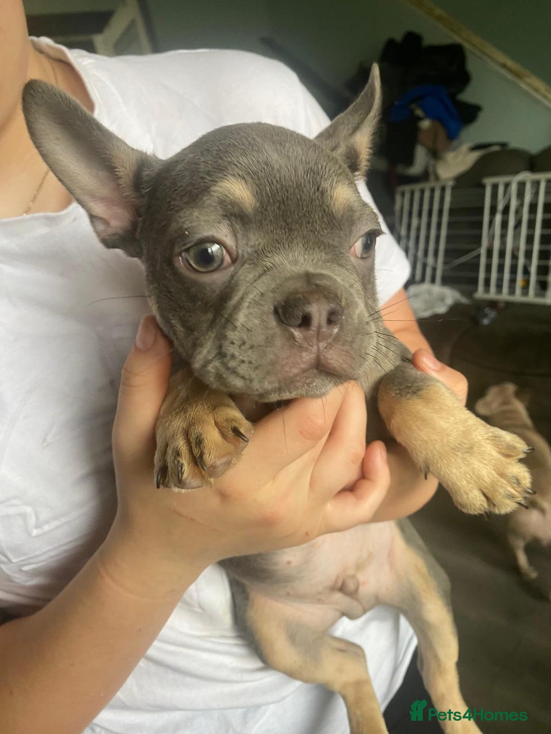 French Bulldog dogs for sale: Beautiful chunky Frenchies - Image 26