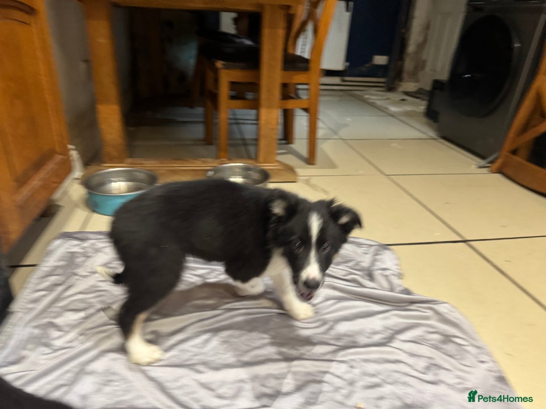 Border Collie dogs for sale: For sale 3 GILR border collie  - Advert 18
