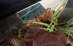 Tarantulas invertebrates for sale: Tarantulas for sale in Preston - Image 5