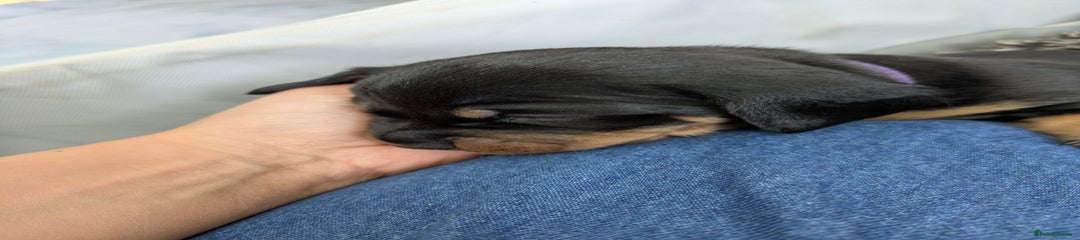Dachshund Puppy 1