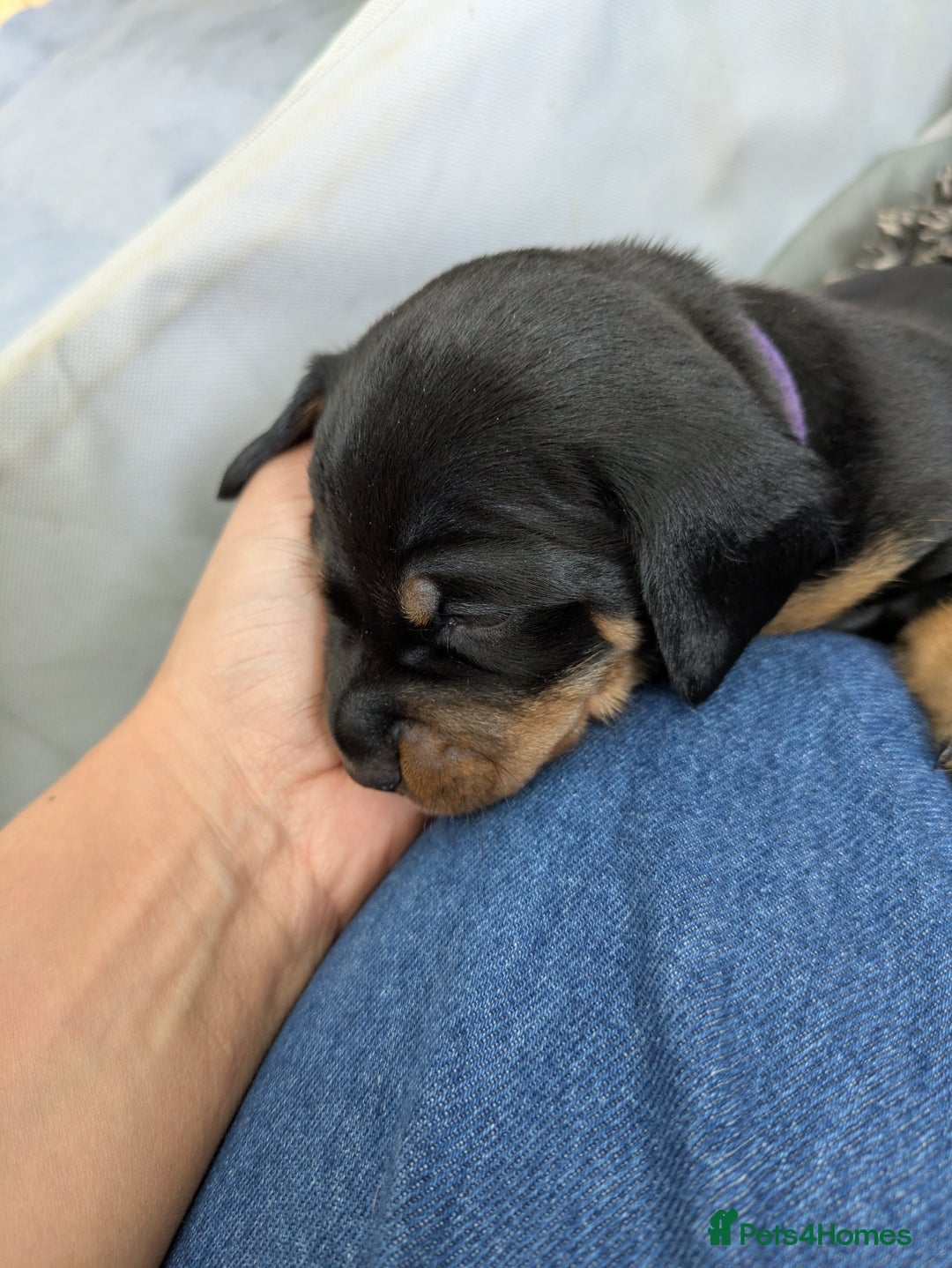 Dachshund dogs for sale: 🐾 Standard Dachshund Puppies-Absolutely perfect🐾 - Image 8