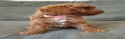 Cavapoo dogs for sale: Beautiful Red Cavapoo Puppies F1bb - Advert 7