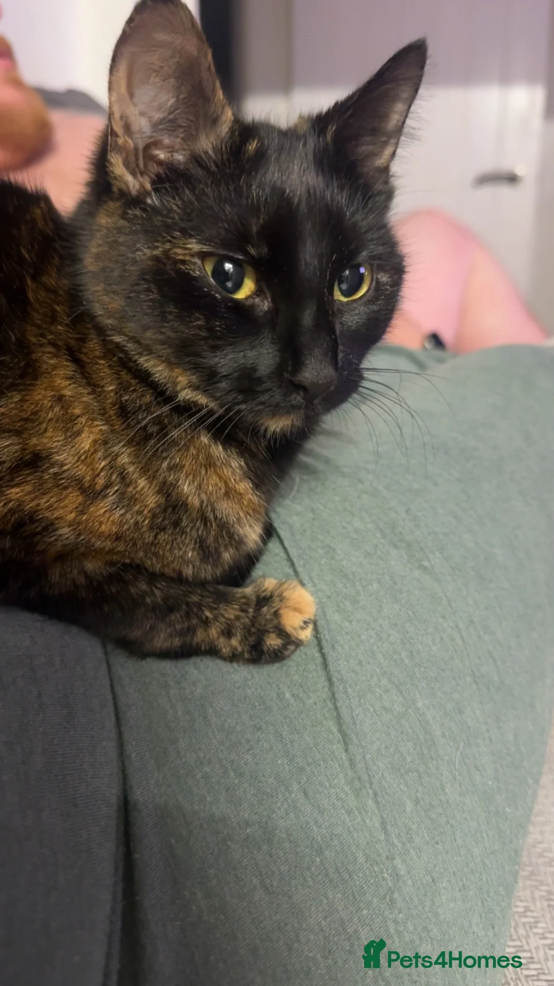 Mixed Breed cats for sale: Kittens  - Advert 4