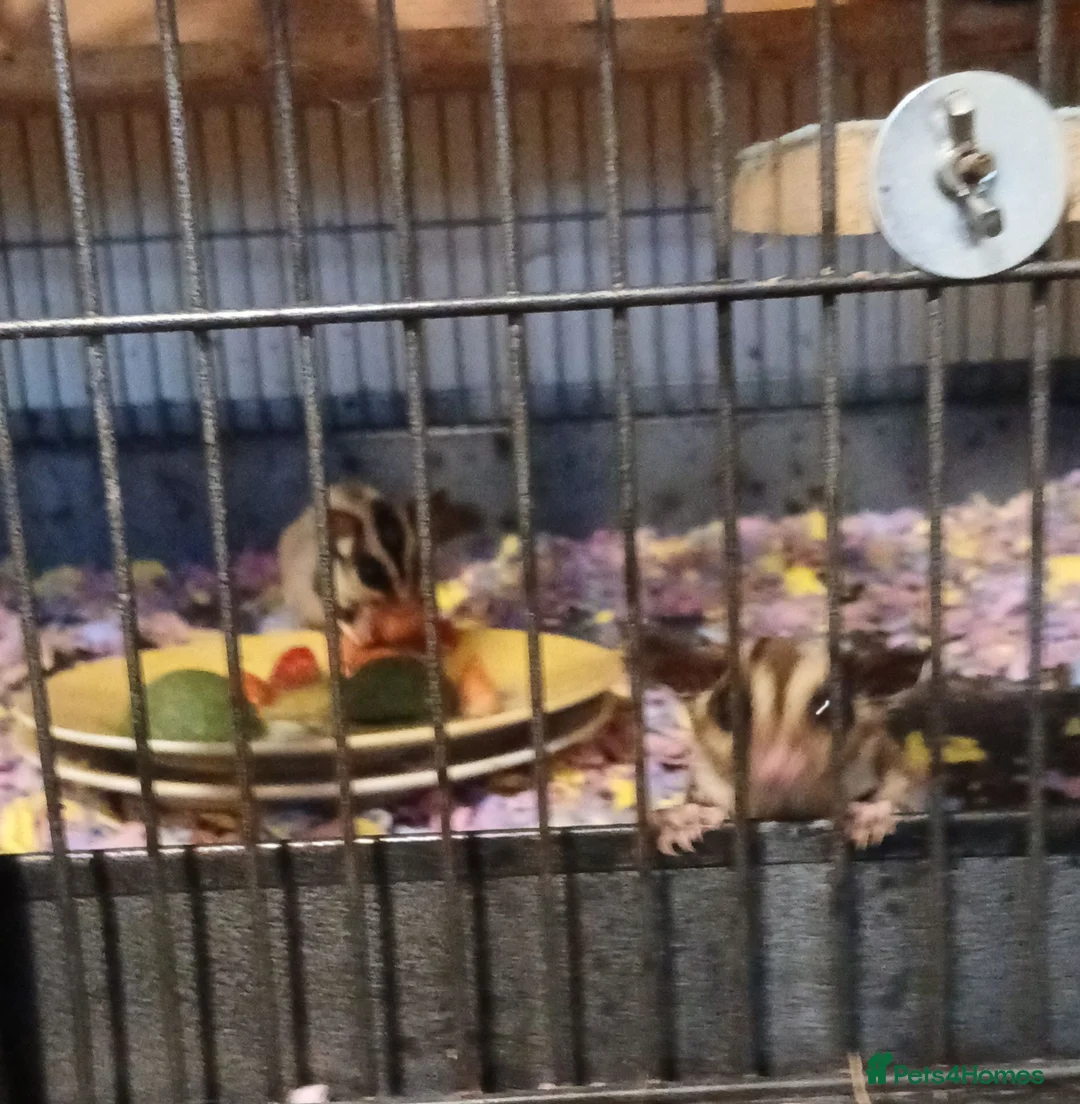 Sugar Glider rodents for sale: Bonded pair sugar gliders  in Boston - Advert 4