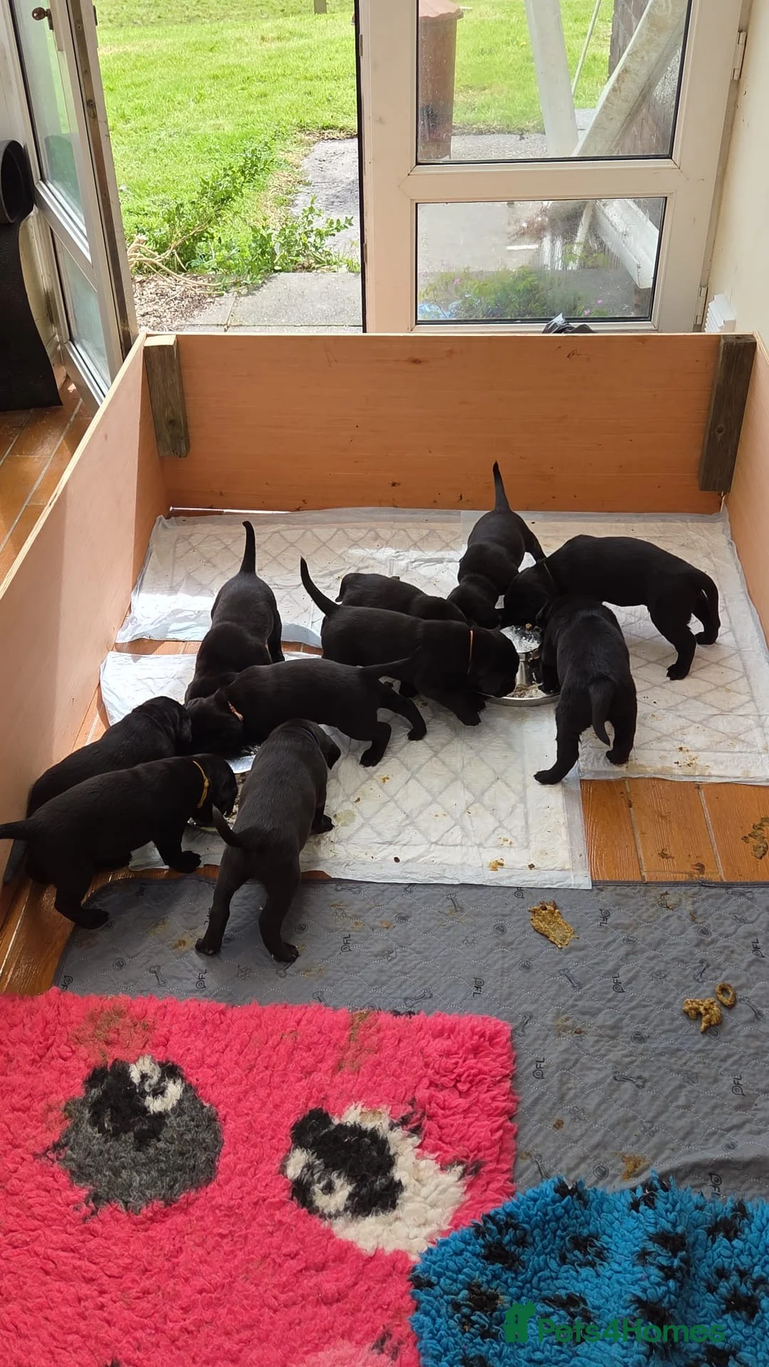 Labrador Retriever dogs for sale: Labrador x Labrador/flat coat retriever puppies in Carmarthen - Advert 1