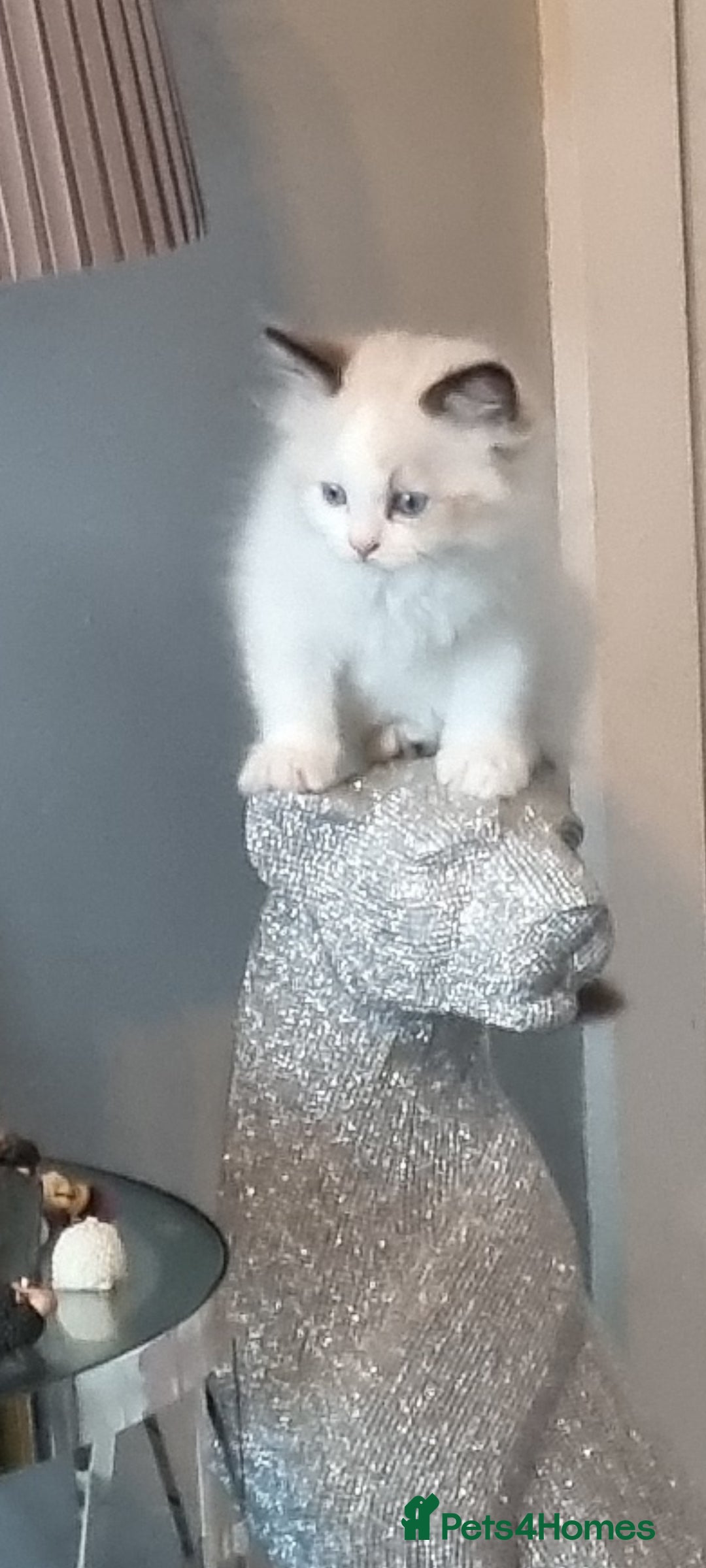 Ragdoll cats for sale: Ragdoll kittens  - Image 4