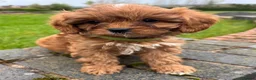 Cavapoo dogs for sale: Special Red F1 Cavapoo Puppies KC Parents DNA Test - Advert 10