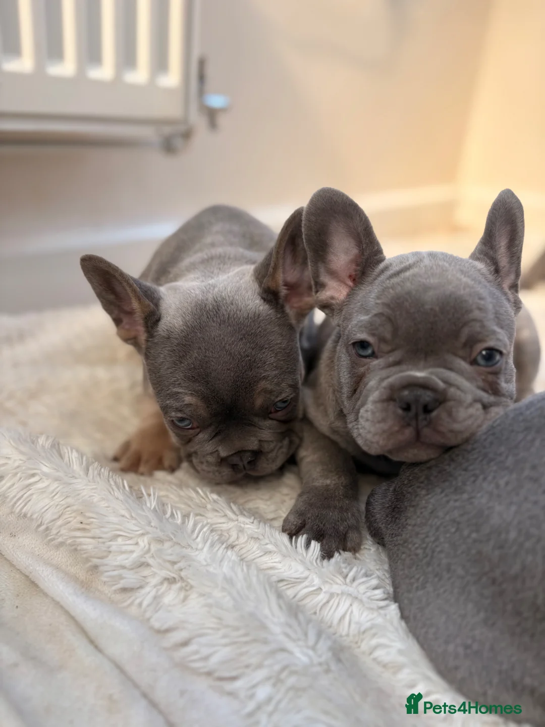 French Bulldog dogs for sale: Beautiful French Bulldog Puppies  - Advert 13