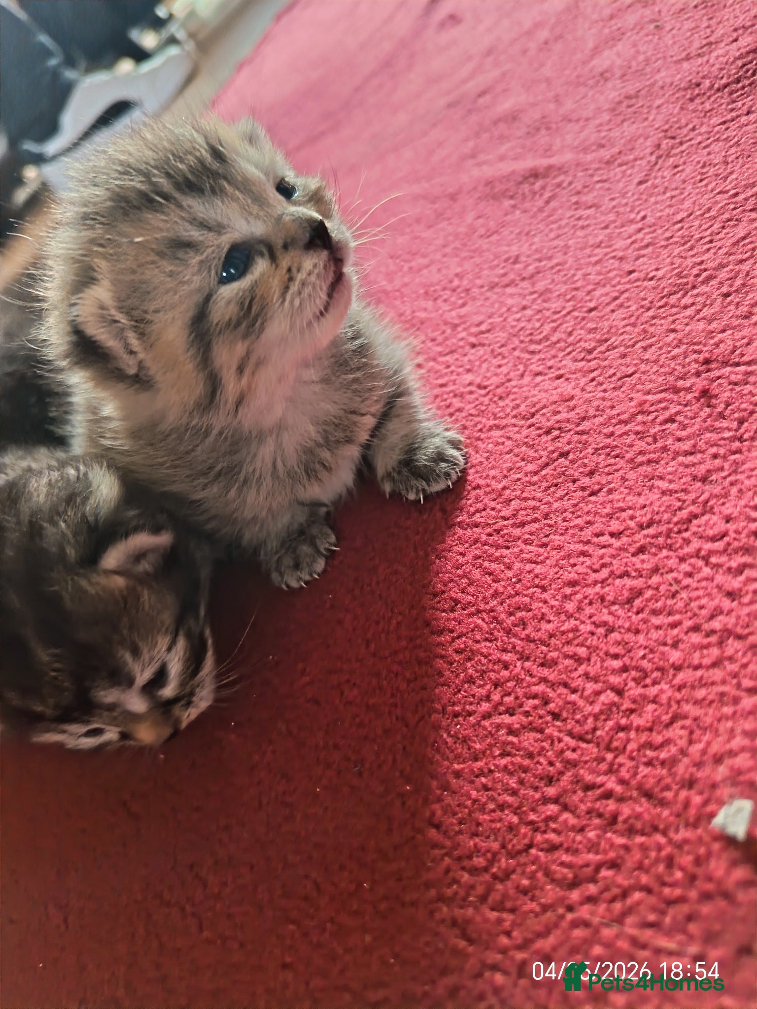 Mixed Breed cats KITTENS LOOKING FOR LOVING HOMES - Advert 9