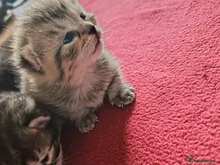 Mixed Breed cats KITTENS LOOKING FOR LOVING HOMES - Advert 1