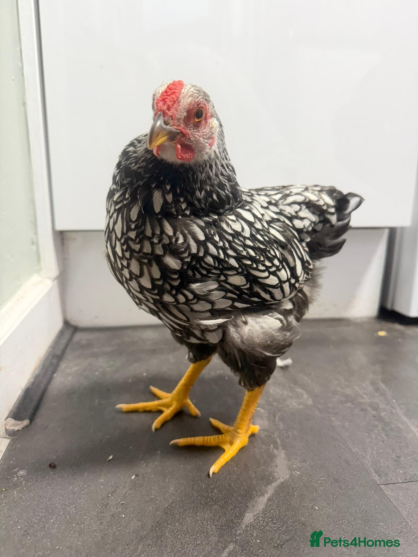 Chickens poultry Pure Silver Laced Wyandotte Cockerel - Advert 1