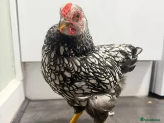 Chickens poultry Pure Silver Laced Wyandotte Cockerel - Advert 1