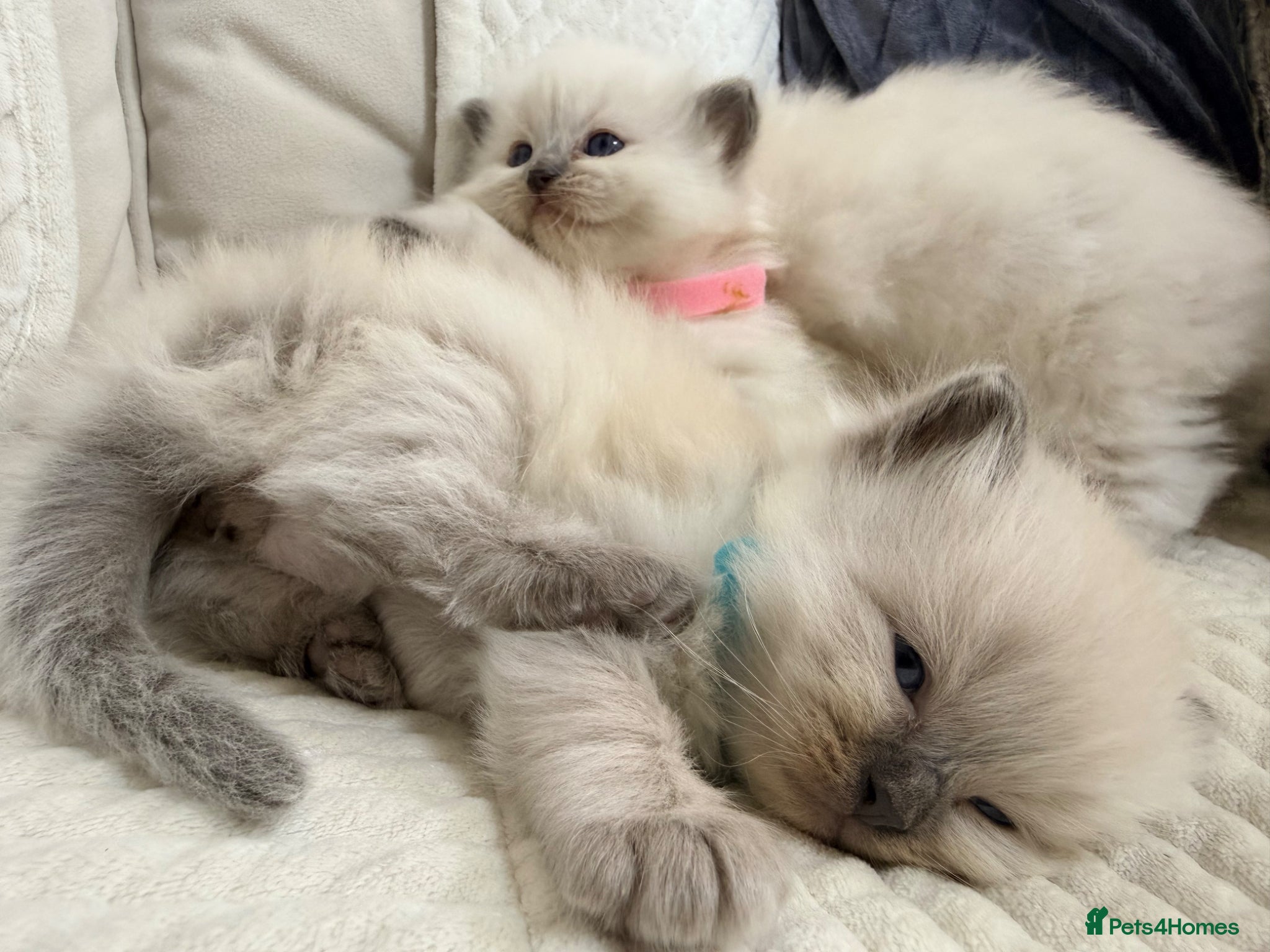 Ragdoll cats Stunning Bluepoint kittens for Sale  - Advert 2