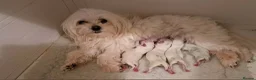 Maltese dogs for sale: KC MALTESE Puppies Males and Female in Bristol - Advert 23