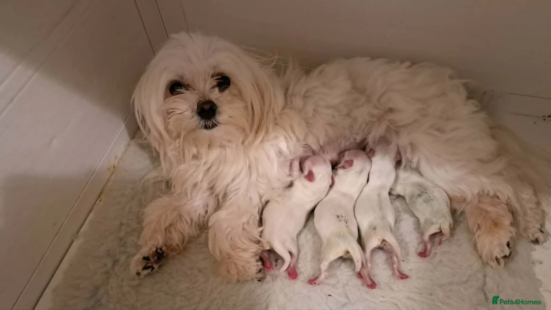 Maltese dogs for sale: KC MALTESE Puppies Males and Female in Bristol - Advert 23