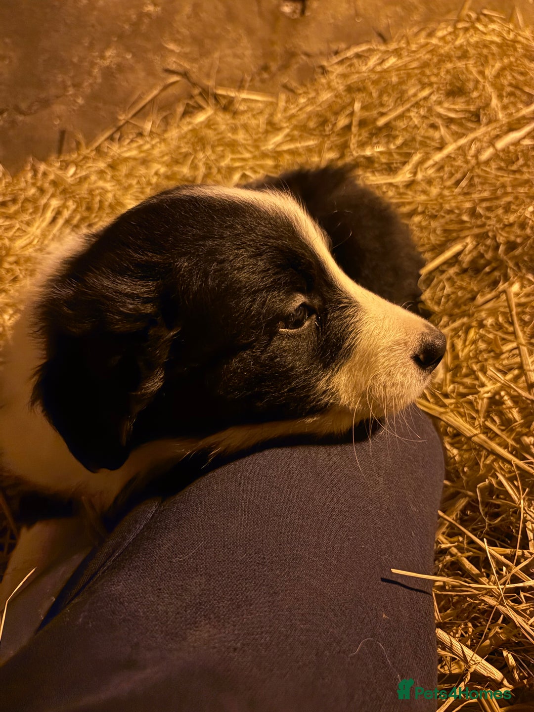 Border Collie dogs for sale: Collie pups  - Advert 2