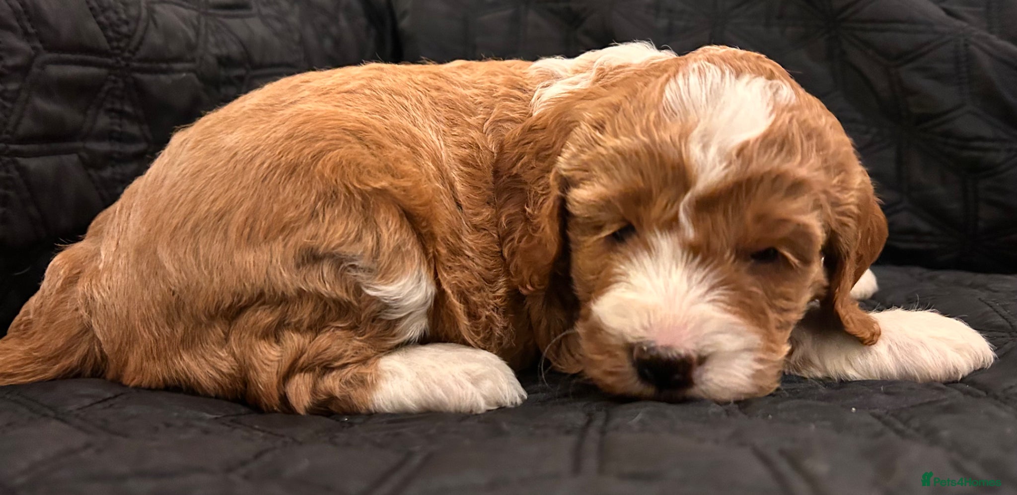 Cockapoo dogs STUNNING RED F1 HEALTH CHECKED COCKAPOOS - Advert 1