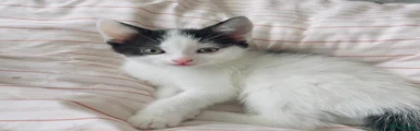 Mixed Breed Kitten 2