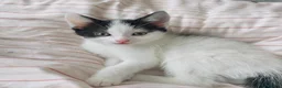 Mixed Breed cats for sale: Cute adorable kittens - Advert 3
