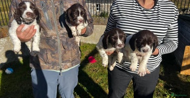 Sprocker dogs - Advert 2