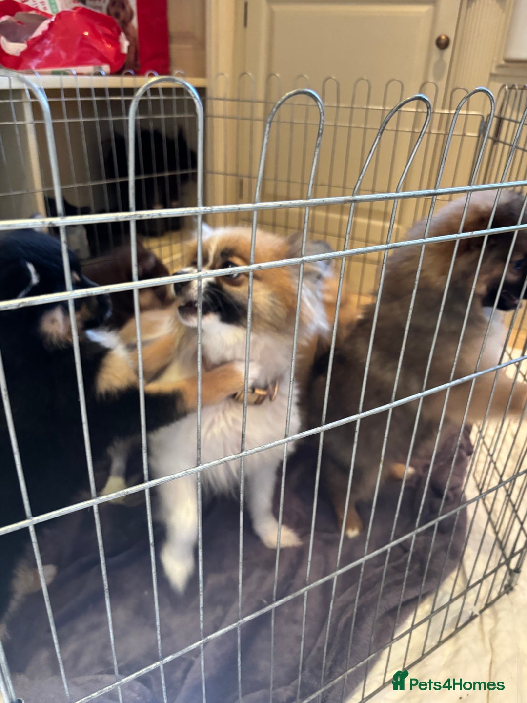 Pomsky dogs for sale: Pomsky Puppies AVAILABLE NOW - Advert 4