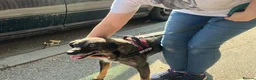 Mixed Breed dogs for adoption: 🐾 SCOUT - The Dog Who Refused to Give Up ❤️ - Advert 4