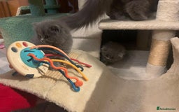 British Longhair cats for sale: British Long/Short Hair Adorable Kittens - Advert 20