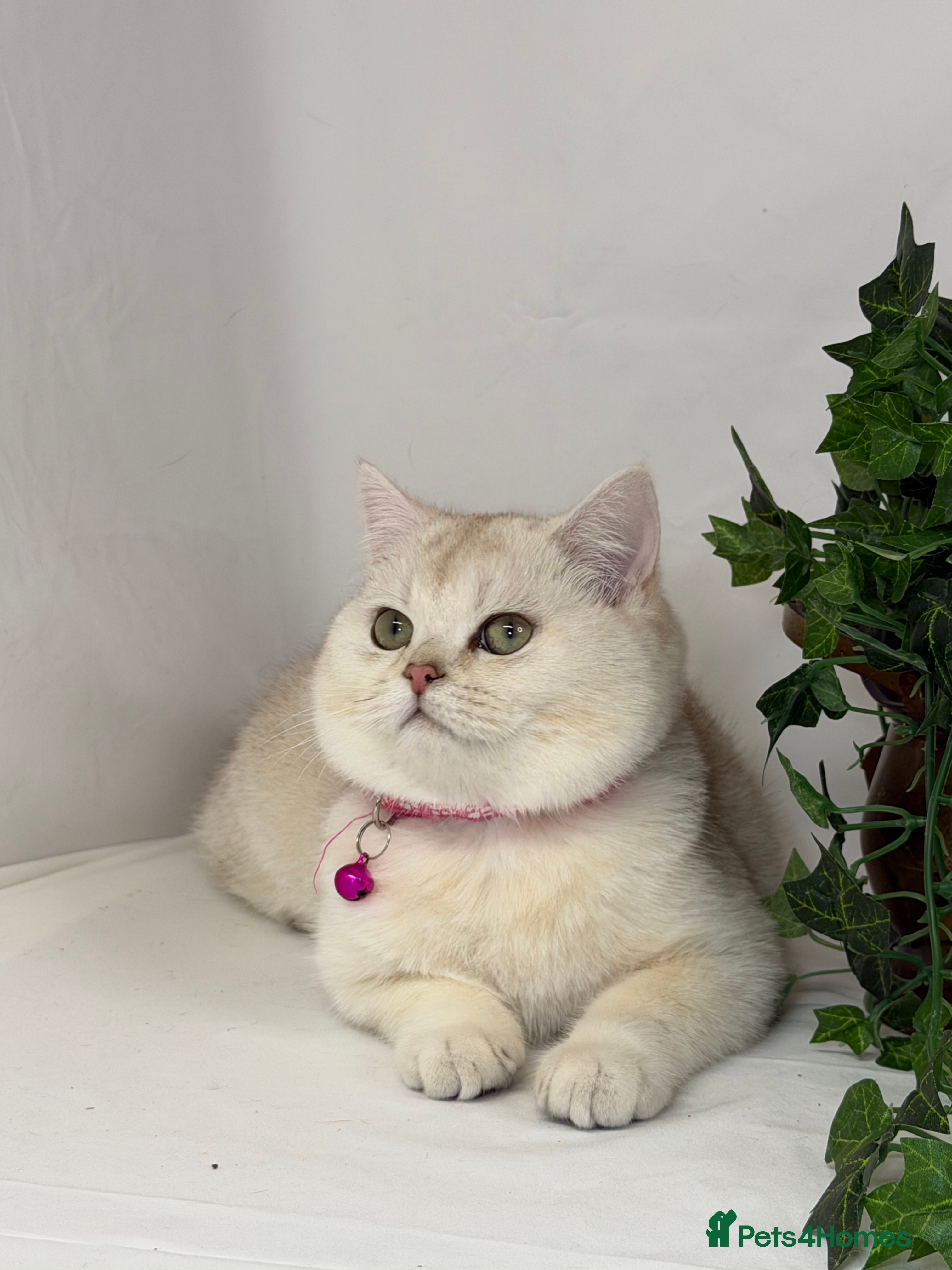 British Shorthair cats Adorable British sh silver, golden shaded TICA - Advert 3