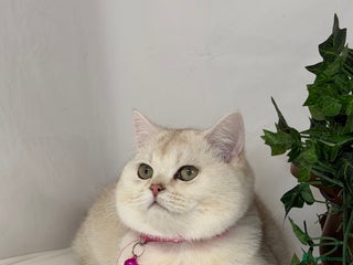 British Shorthair cats Adorable British sh silver, golden shaded TICA - Advert 3
