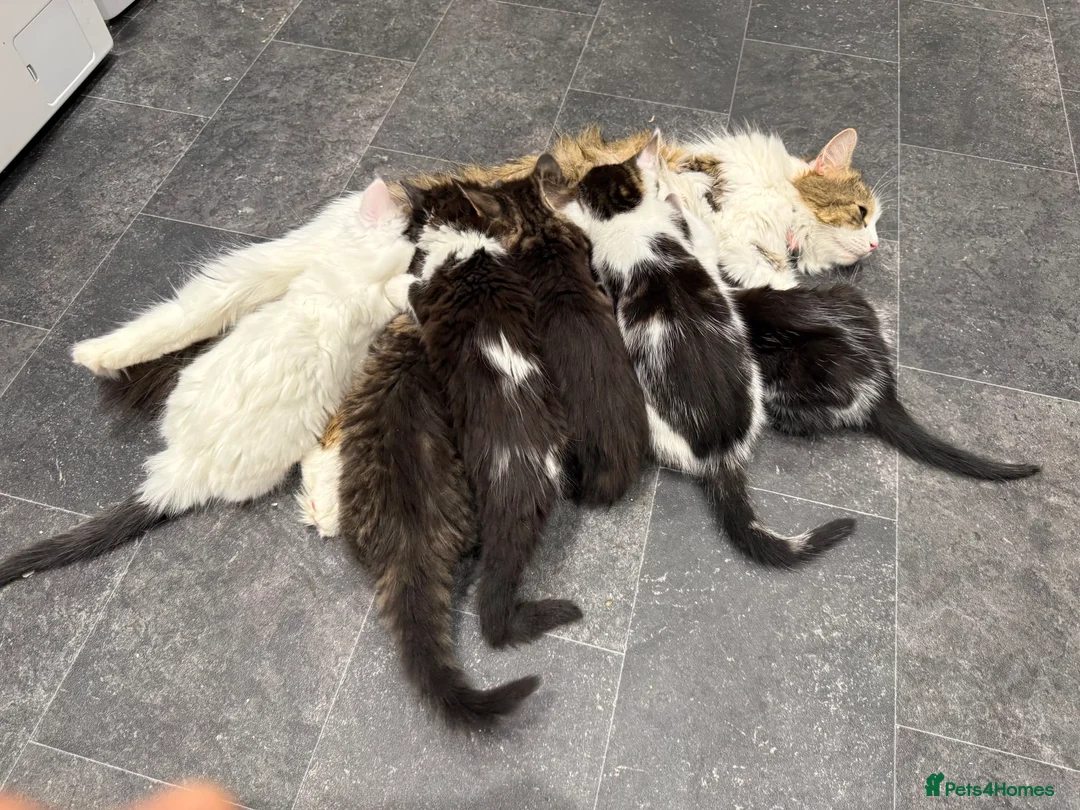 Mixed Breed cats for sale: Norwegian Forest X Ragdoll  - Advert 1