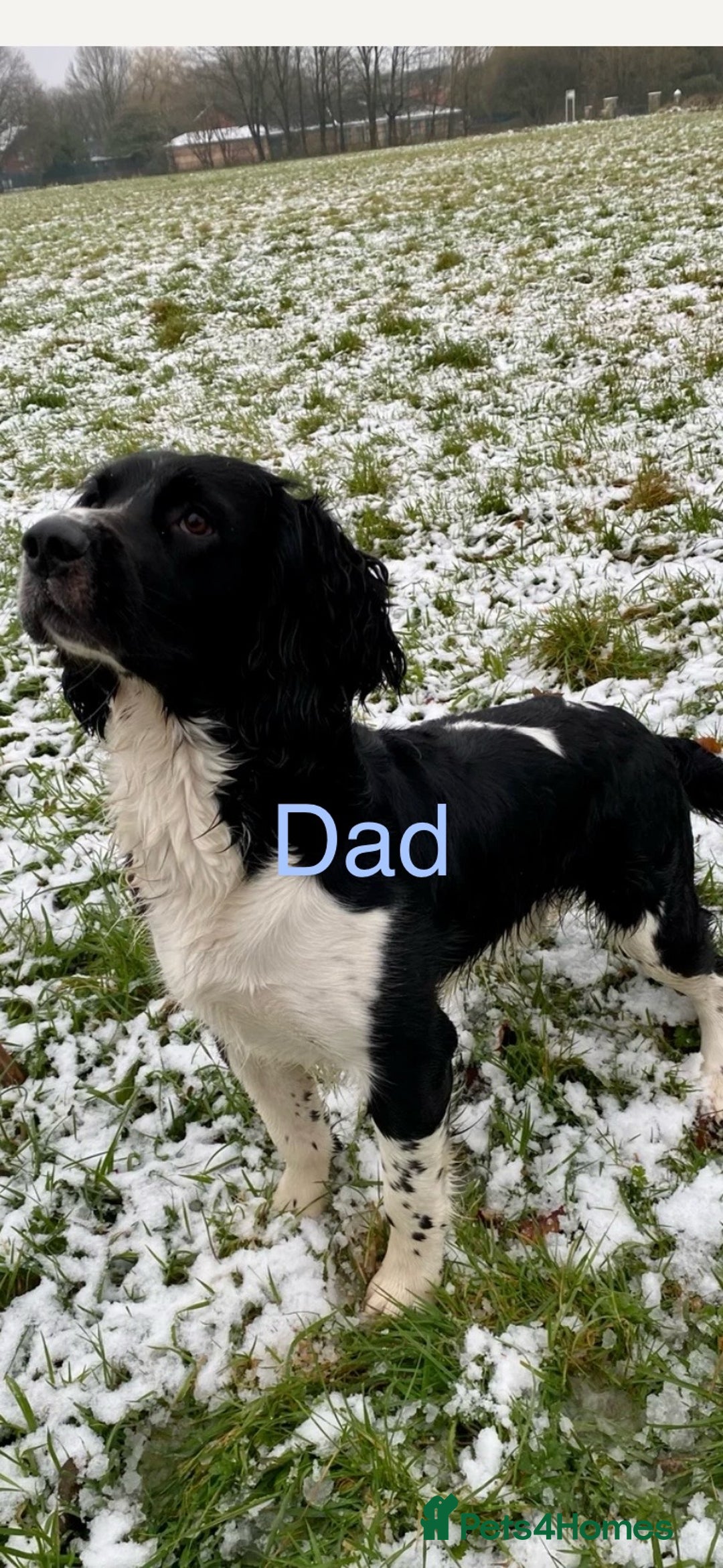 English Springer Spaniel dogs for sale: ✨ KC Registered English Springer Spaniel Puppies ✨ - Advert 39
